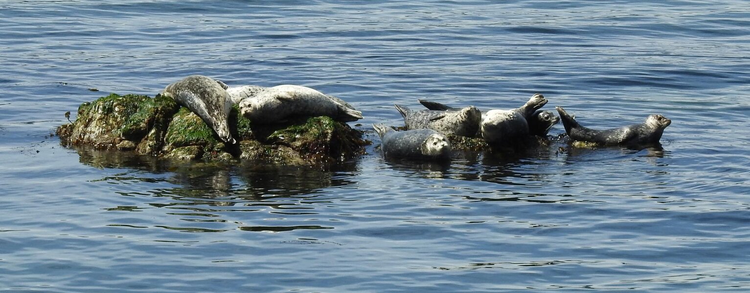 TODO